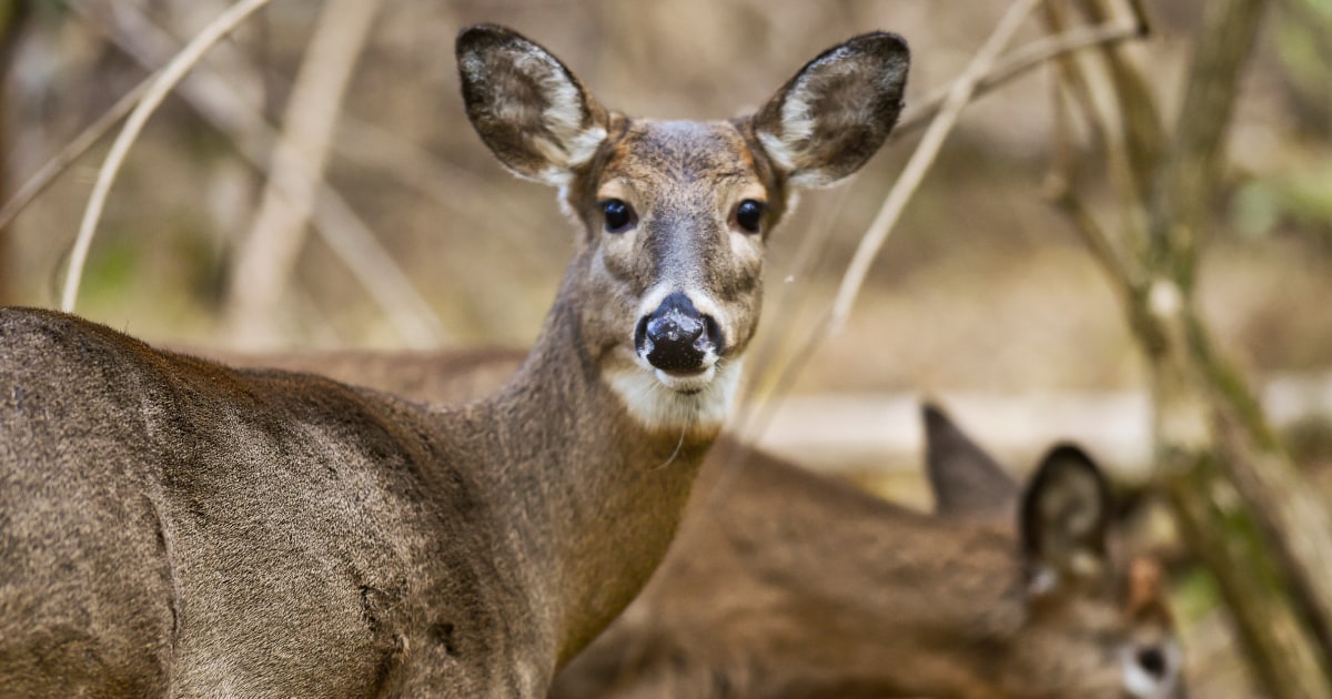 Covid is rampant among deer, research shows