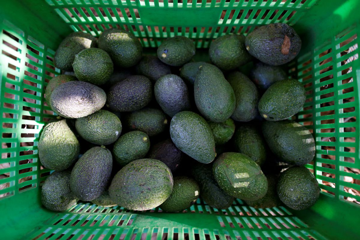 Mexico says U.S. suspends avocado shipments from key state, flags security risk