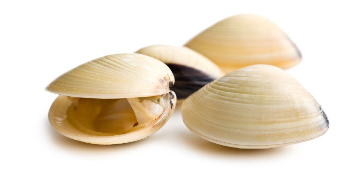 United States and EU to restart shellfish trade