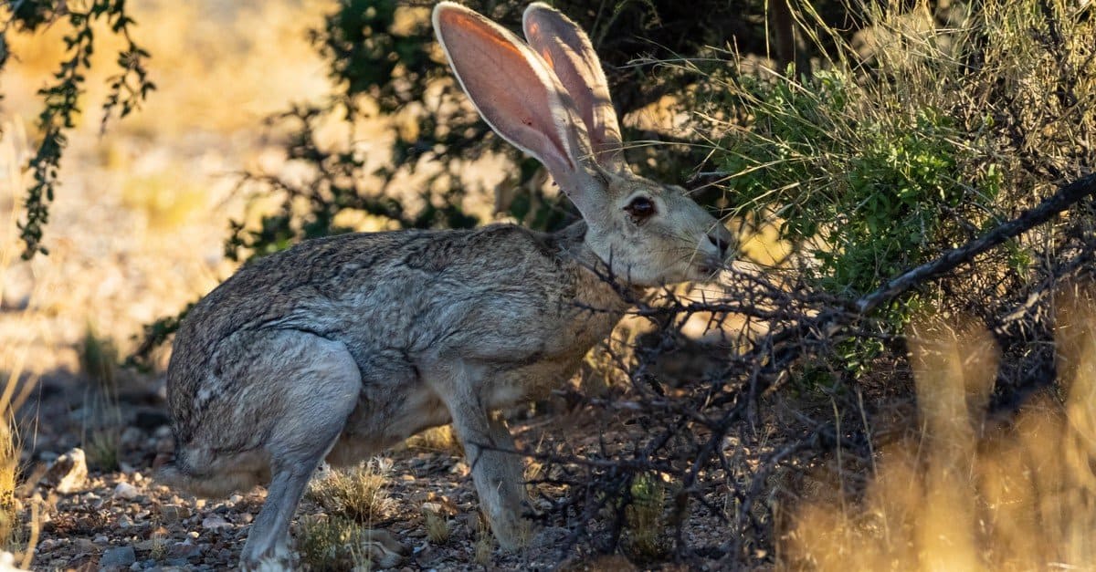 Discover the 5 Largest Rabbits Hopping Around The United States