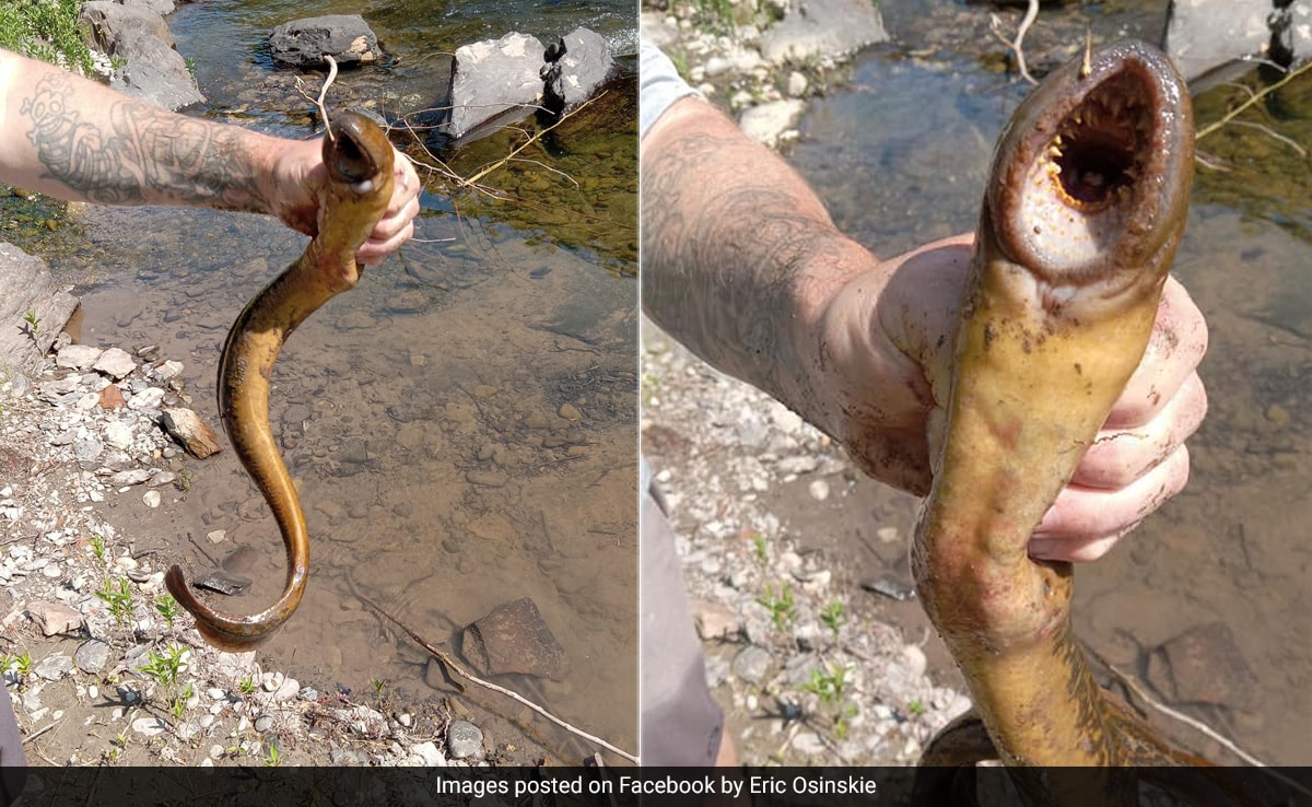 US Fisherman Finds "Alien" Sea Creature With the "Weirdest" Mouth Ever