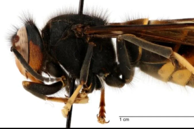 Invasive hornet found in United States for first time, Georgia ag officials warn