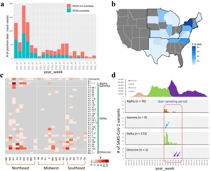 Transmission of SARS-CoV-2 in free-ranging white-tailed deer in the United States