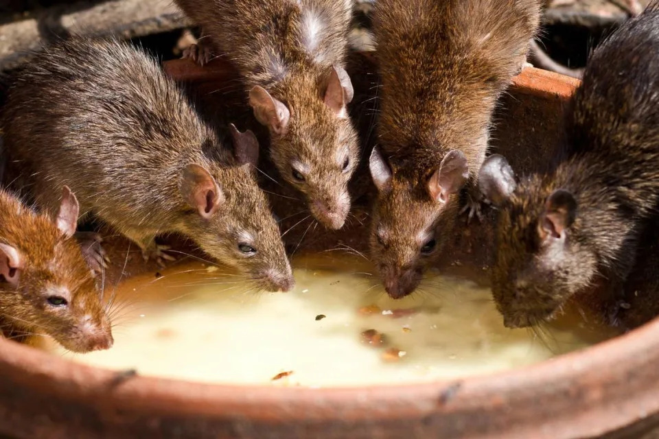 These Texas cities among most likely to be rat infested places in the United States
