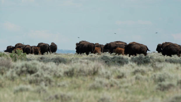 American Prairie: Creating a huge new nature reserve in Montana