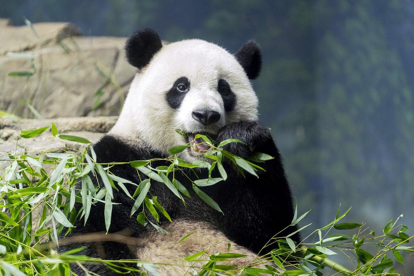 United States runs out of pandas in its zoos: Why must they return to China?