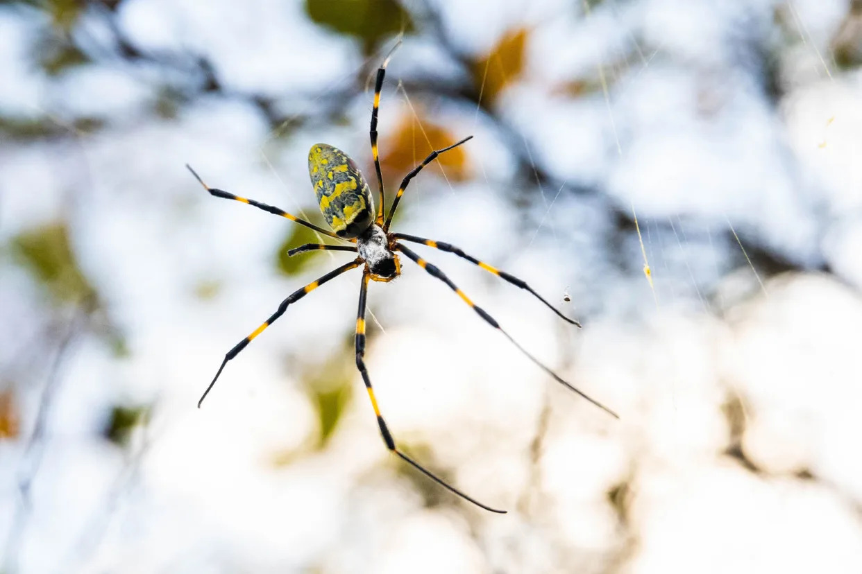Giant exotic spiders are invading the eastern United States — and experts warn they're here to stay