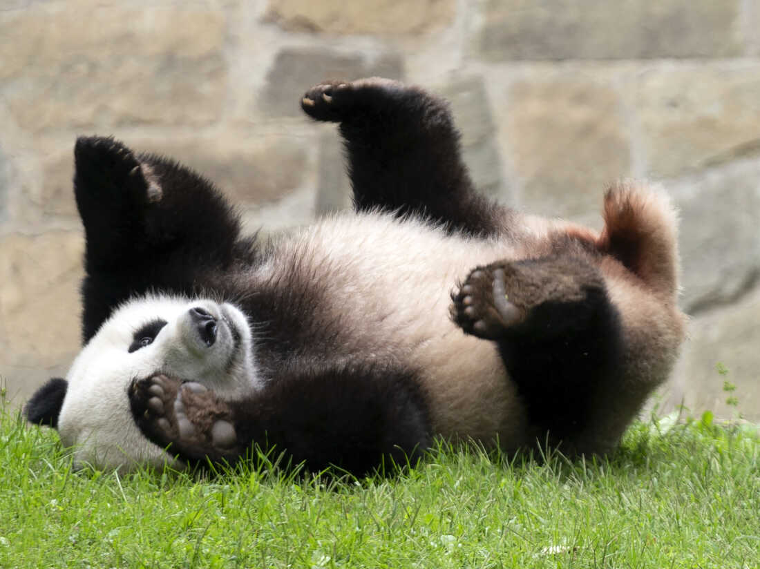 More pandas will be coming to the U.S., China's president signals