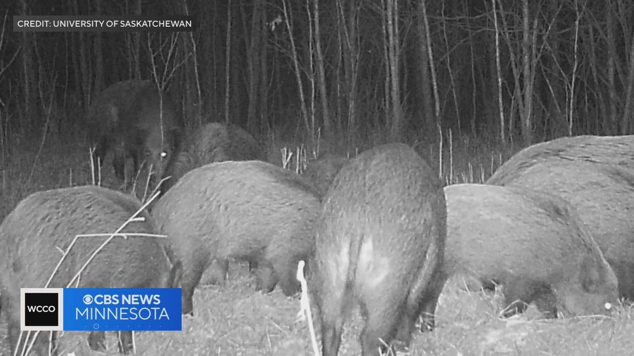 These wild "super pigs" are twice as big as U.S. feral hogs — and they're poised to invade from Canada